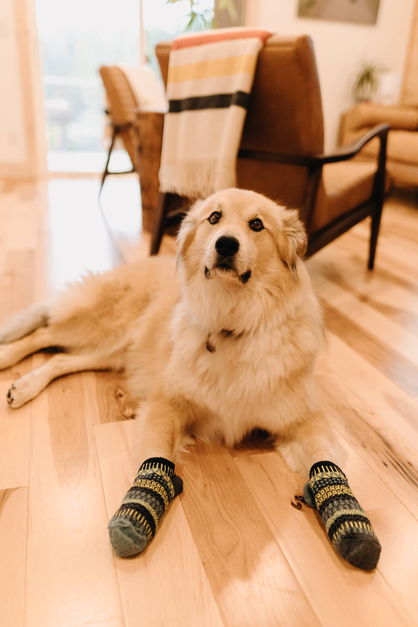 Lemongrass Ankle Socks | Sustainable USA Made No-Show Sock : M (Women8-10/Men7-9)